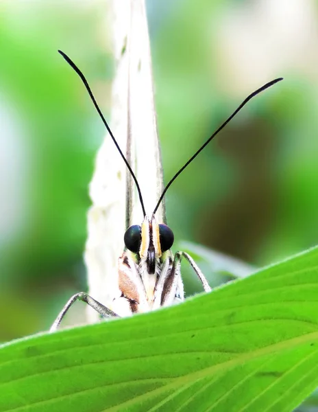 Beyaz kelebek önden görünümü — Stok fotoğraf