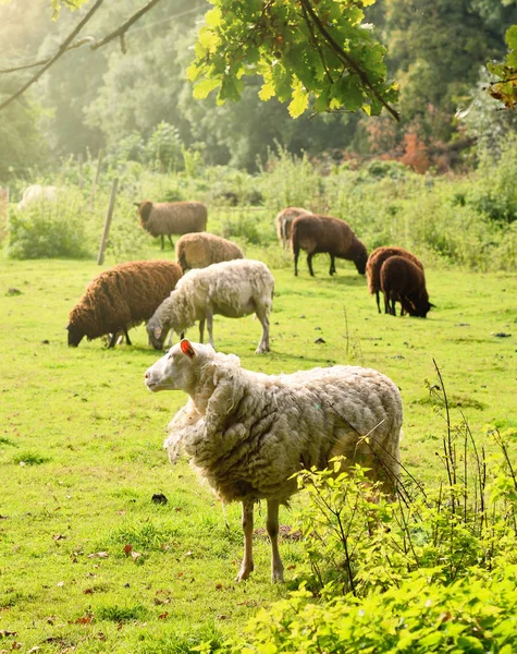 Sheep herd on a sunny meadow — Stock Photo, Image