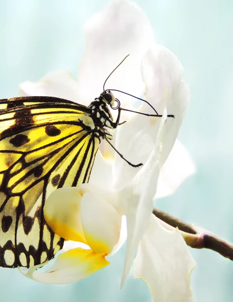 Mariposa de color amarillo y negro —  Fotos de Stock