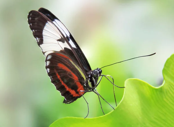 Multi gekleurde vlinder op een groen blaadje — Stockfoto