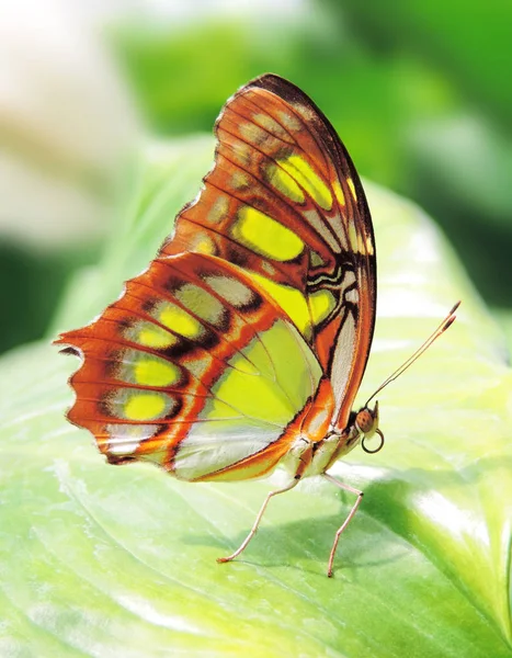 Mariposa de color verde y marrón —  Fotos de Stock