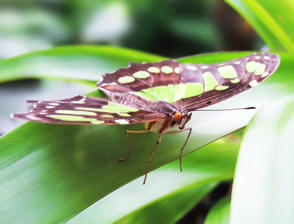 绿色和棕色的彩色的蝴蝶 — 图库照片