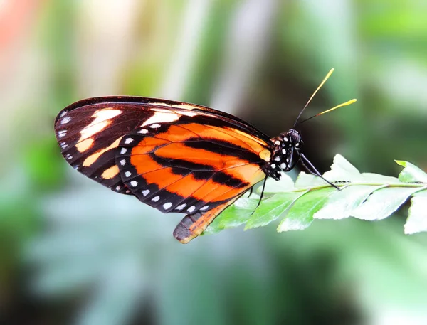 Mehrfarbiger Schmetterling auf einem grünen Blatt — Stockfoto