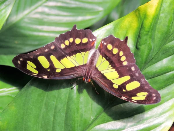 Borboleta de cor verde e marrom — Fotografia de Stock