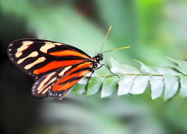 Різнокольоровий метелик на зеленому листі — стокове фото