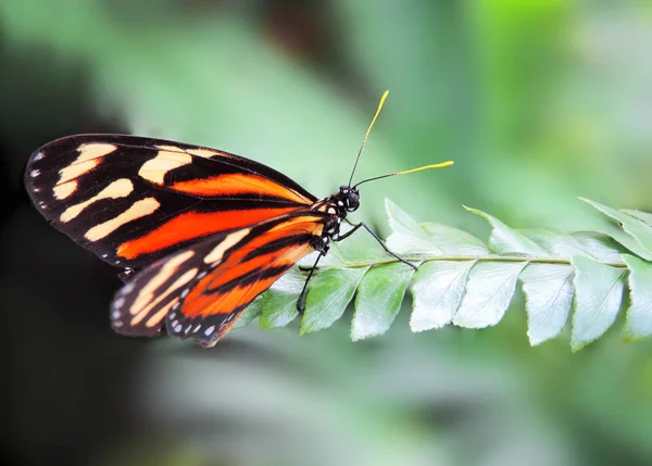 Mehrfarbiger Schmetterling auf einem grünen Blatt — Stockfoto