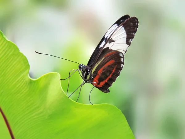 Mariposa multicolor en una hoja verde —  Fotos de Stock