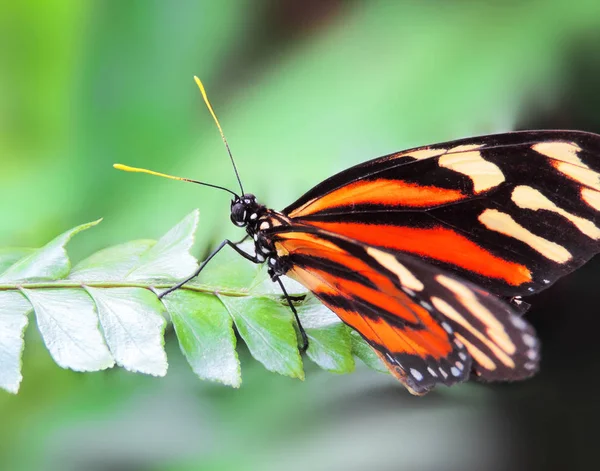 Mehrfarbiger Schmetterling auf einem grünen Blatt — Stockfoto
