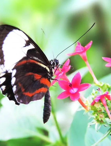 Butterfly on a tropical flower — Stock Photo, Image