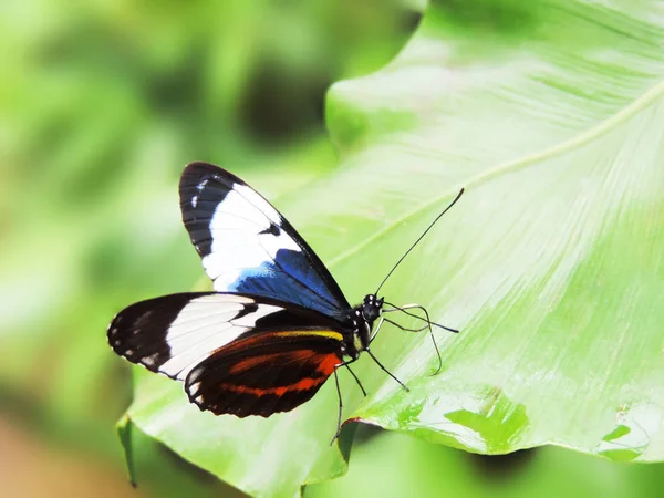 Zittend op een tropische blad vlinder — Stockfoto