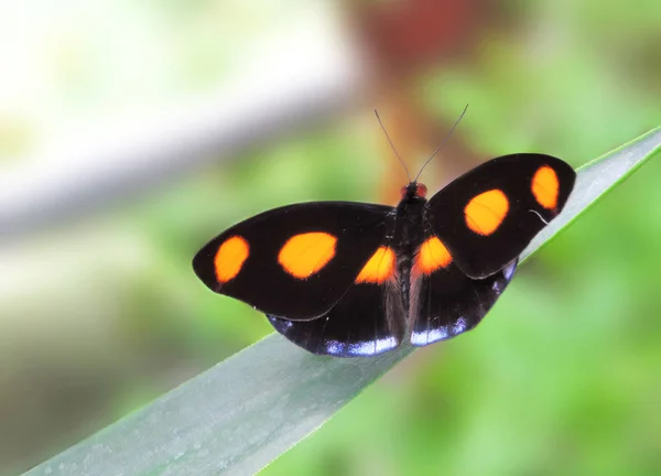 Siedząc na tropikalny liść motyl — Zdjęcie stockowe