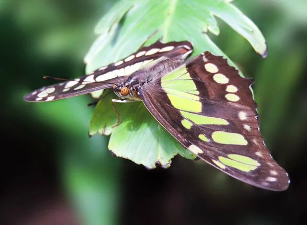 Farfalla verde su una foglia tropicale — Foto Stock