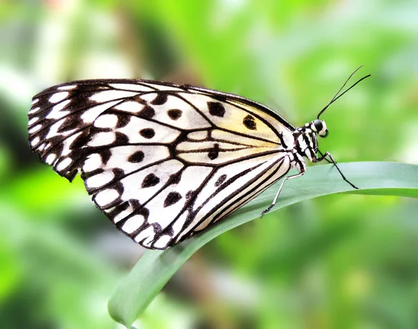 Mariposa blanca sobre una hoja tropical —  Fotos de Stock