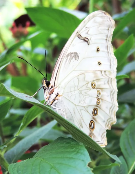 Witte vlinder op een tropische blad — Stockfoto