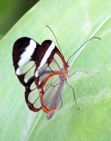 Transparenter Schmetterling auf einem tropischen Blatt — Stockfoto