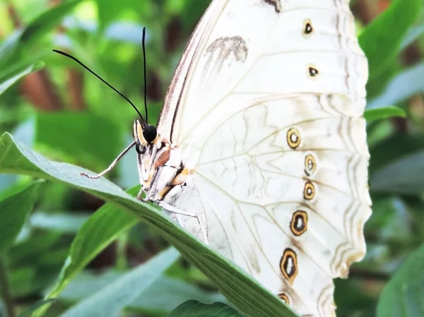 Farfalla bianca su una foglia tropicale — Foto Stock