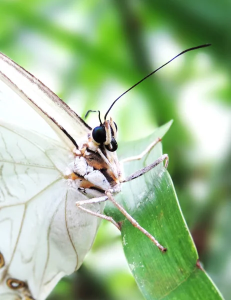 Weißer Schmetterling auf einem tropischen Blatt — Stockfoto