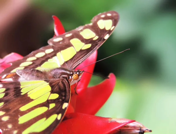 Vlinder aan een tropische bloem — Stockfoto