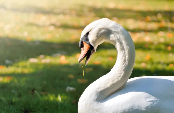 Cisne branco bonito — Fotografia de Stock