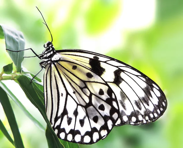 Schöner Schmetterling auf einer tropischen Pflanze — Stockfoto