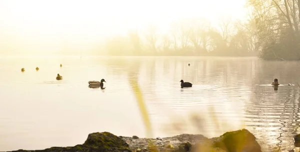 Mlha nad jezerem s plavání kachny a vodní odraz — Stock fotografie