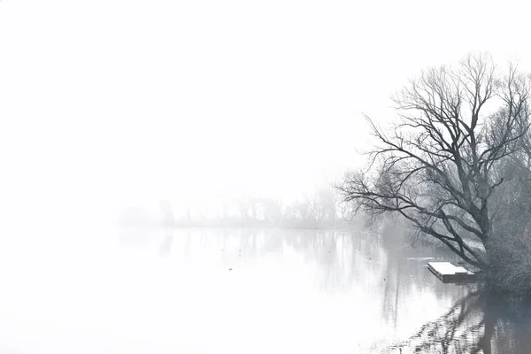 Nebel über einem See mit kahlen Bäumen — Stockfoto