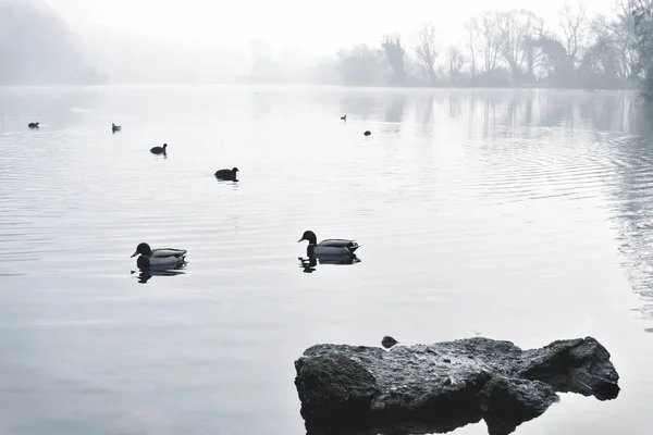 Nebel über einem See mit schwimmenden Enten — Stockfoto