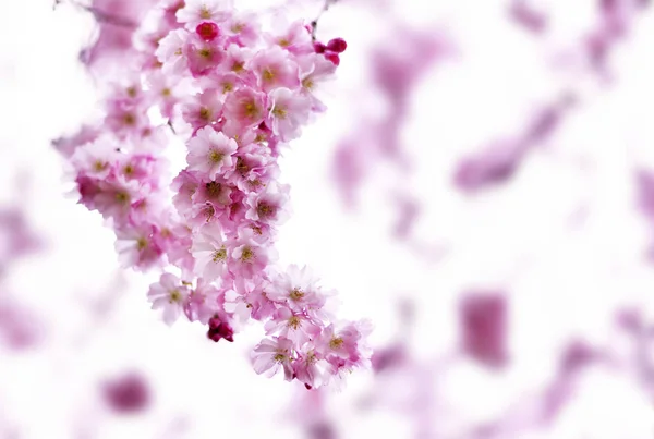Hermosas flores de cerezo en flor —  Fotos de Stock
