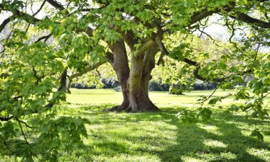 Güzel eski ağaç bir yeşil çayır veya park