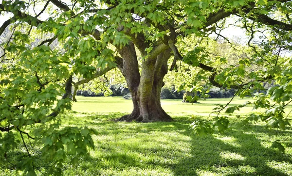 Bela árvore velha em um prado verde ou parque — Fotografia de Stock
