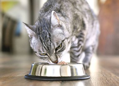 Cute tabby cat eating. Silver bowl, cat feeding scene with selective focus. Eating grey cat.