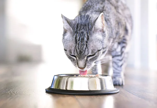 Niedliche Gestromte Katze Essen Silberschale Katzenfutterszene Mit Selektivem Fokus Graue Stockfoto