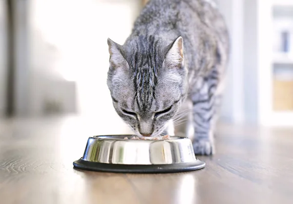 Niedliche Gestromte Katze Essen Silberschale Katzenfutterszene Mit Selektivem Fokus Graue Stockbild
