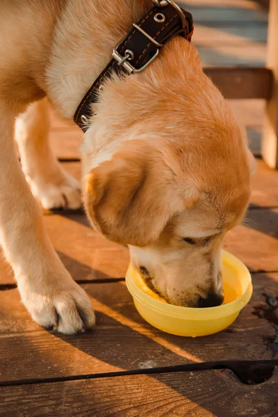 Dog drinking water. — Stock Photo, Image