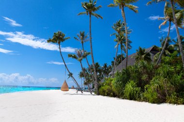 Hali ile Maldivler plajda palmiye ağaçları