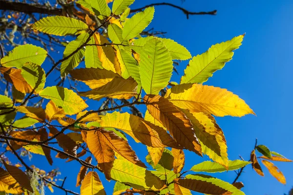 板栗林和叶子 — 图库照片