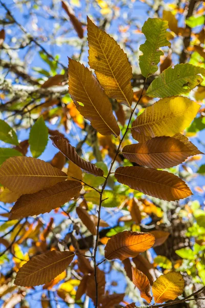 Chestnut forest and leaves — Stock Photo, Image