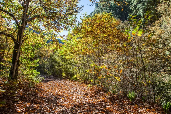 Chestnut forest and path — Stock Photo, Image