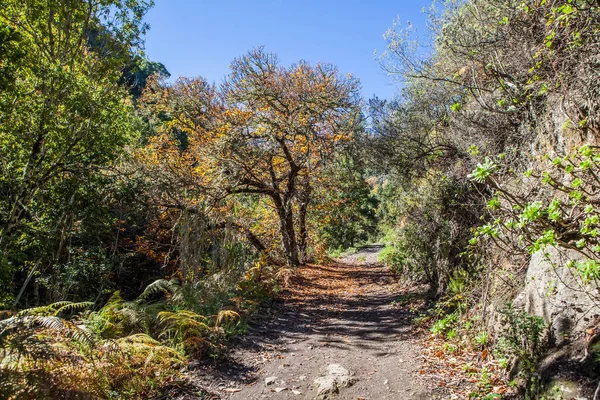 Chestnut forest and path — Stock Photo, Image