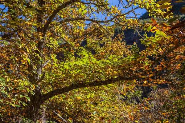 Chestnut forest and path — Stock Photo, Image