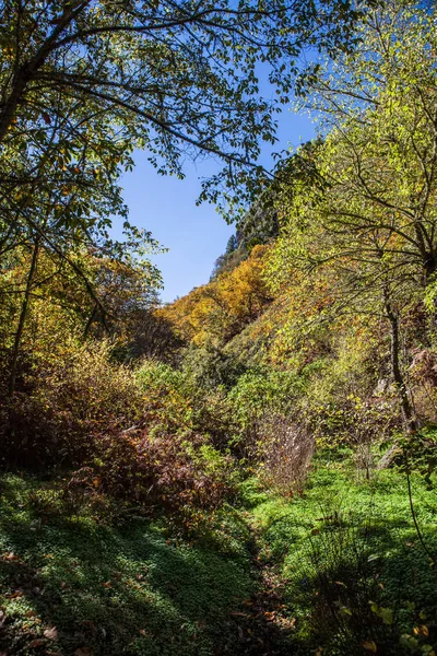 Gesztenye erdő és elérési útja — Stock Fotó