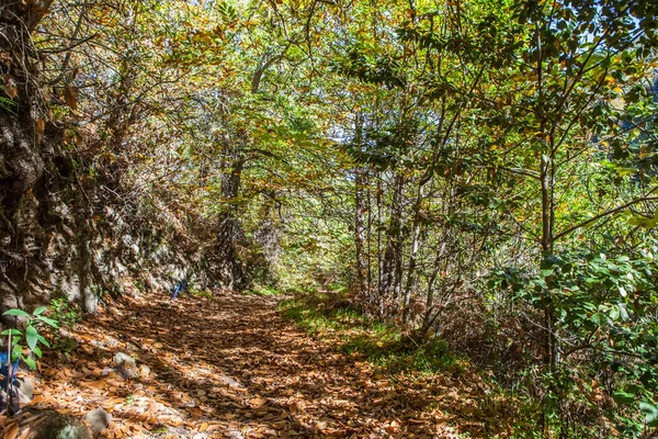 Kastanienwald und Pfad — Stockfoto