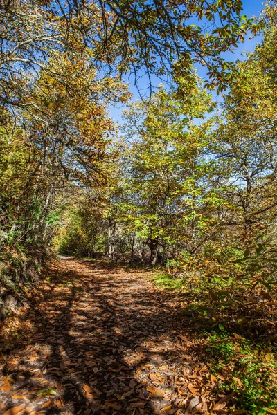 Chestnut forest and path — Stock Photo, Image