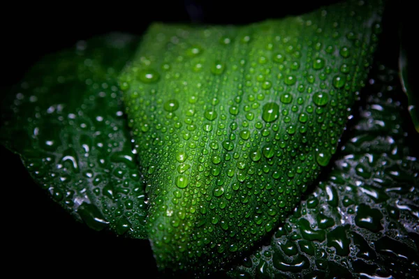 Regen und Tropfen — Stockfoto