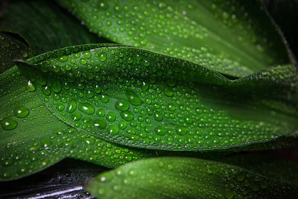 Regen und Tropfen — Stockfoto