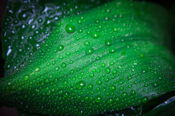 Regen und Tropfen — Stockfoto