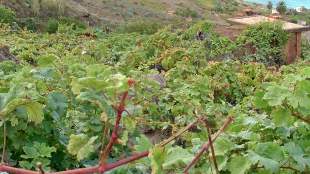 Rustic Garden With Grapes — Stock Video