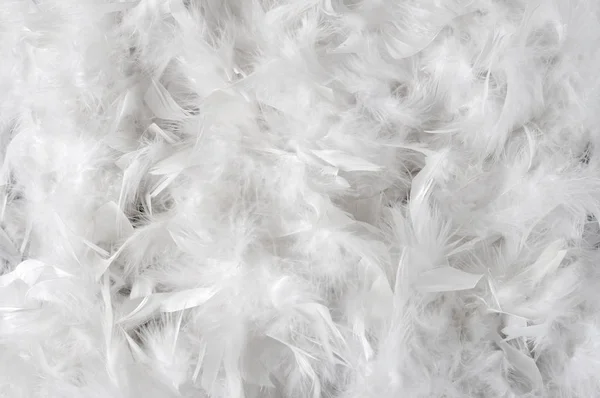 White feathers background Royalty Free Stock Photos