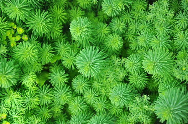 Ombre décorative herbe Images De Stock Libres De Droits
