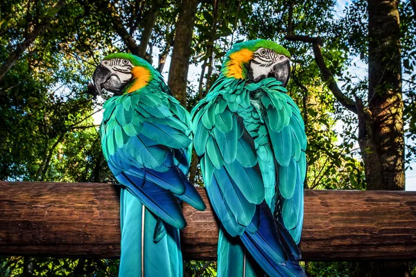 Δύο παπαγάλοι μακάο — Φωτογραφία Αρχείου